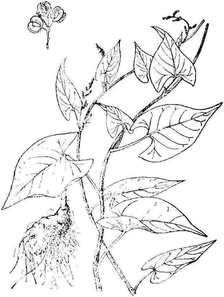 朱砂七